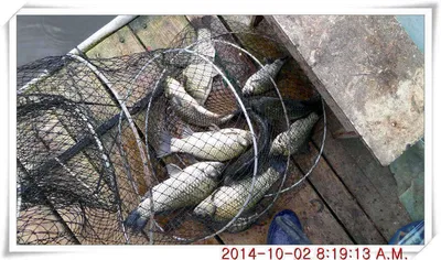 충남 아산 월선낚시터 10월 2일 밤낚시 조황