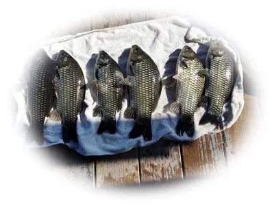 16.09.20 송전지 서울집 조황