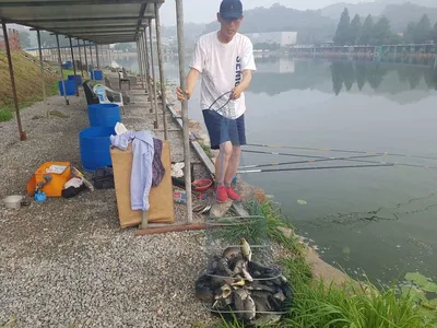 만수위의  거청낚시터 가족낚시터 붕어조황  7월  06