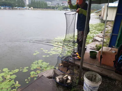 만수위의  거청낚시터  붕어조황  7월  08