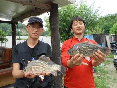 [당진 가교리지] 만수위의 토종 큰 붕어들..
