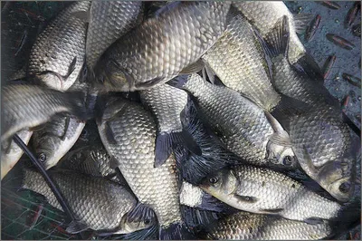 초록빛에 잠긴 오월낚시터....