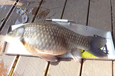 송전서울집4짜붕어예뻐요~