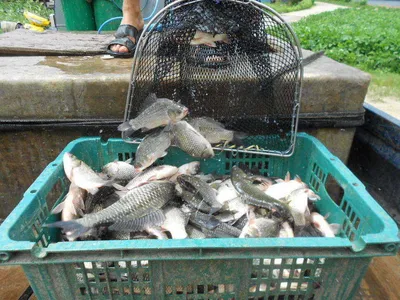 [당진 가교리지] 토종 어자원 대량방류...