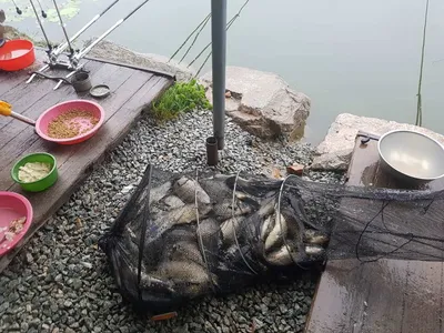 안성  거청낚시터  붕어조황  7월  16 일