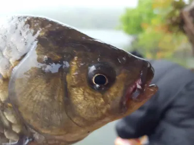안성죽산장계지조항전경입니다