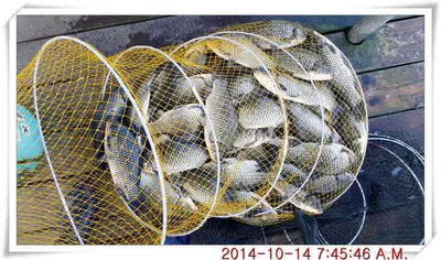 충남 아산 월선낚시터 10월 15일자 조황정보