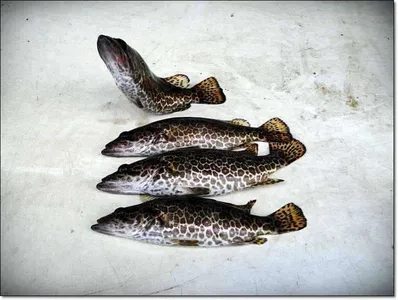 9월 2째 주말 각평낚시터 조황정보