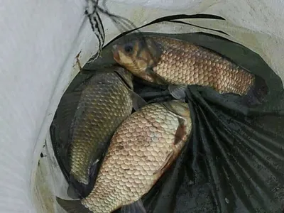 안성 죽산 장계지