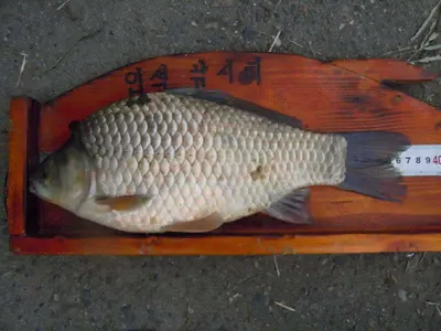 입석낚시터 [토종댐붕어] 8월25일조황