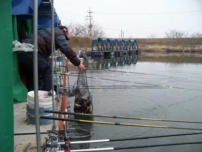 **3월31일  조황소식**