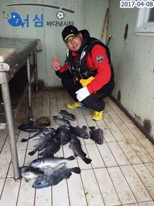 우울한주말(4월8일 어심바다낚시터조황)