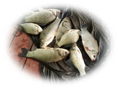 16.06.11 송전지 서울집 조황