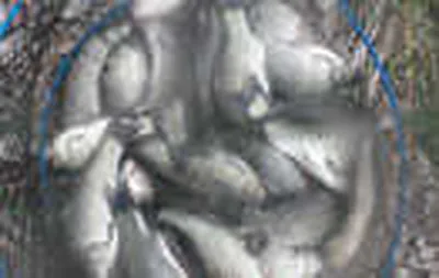 토종잡이터"<노진낚시터>"조황정보