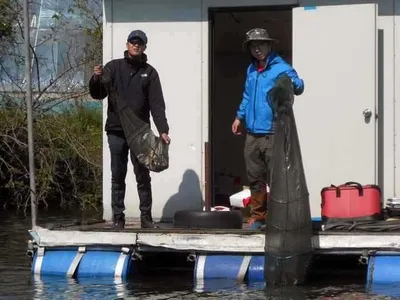 5월 연휴기간 개심지의 토종붕어 모습
