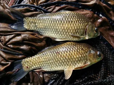 16.05.20 송전지 서울집 조황