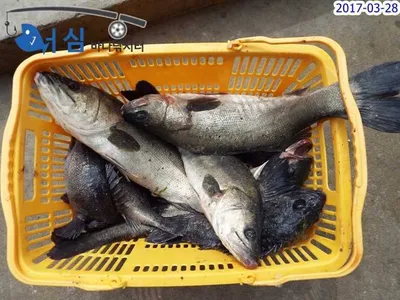 3월28일어심바다낚시터조황