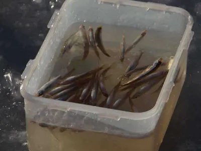 1월 2일 이천빙어축제 이야기~ (빙어방류)