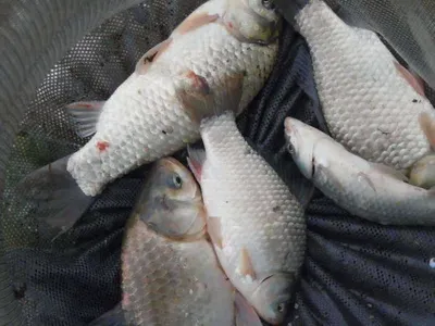 입석낚시터 [토종댐붕어] 7월2일조황