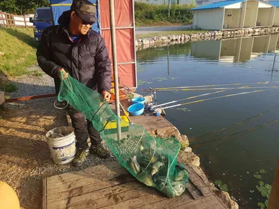 만수위의  거청낚시터 가족낚시터 붕어조황  6월  12