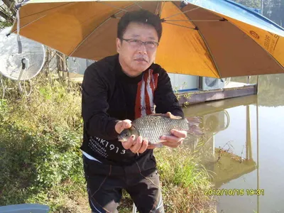 당진 "가교리지" 가을 큰붕어,,,,