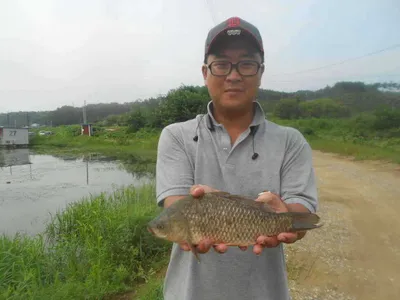 [당진 가교리지  조황화보..]