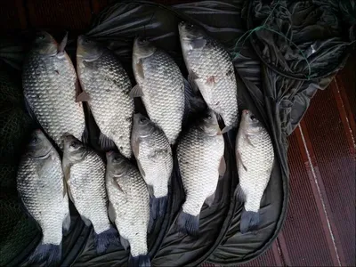 16.10.27 송전지 서울집 조황