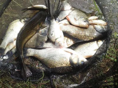 안성죽산장계지