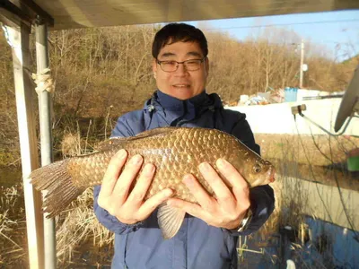 [당진 가교리지] 토종 "큰"붕어 주말 조황 정보..