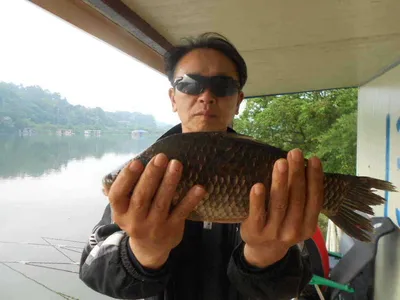 [당진 가교리지] 토종 큰 붕어..