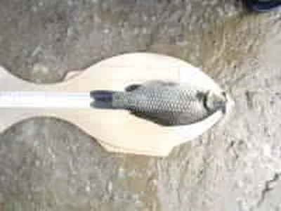 인천 강화 황청낚시터 조황정보