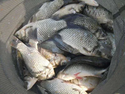 입석 낚시터10월10일 조황안내(토종댐붕어)