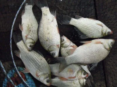 입석낚시터 [토종댐붕어] 8월9일조황