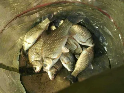 안성 죽산 장계지