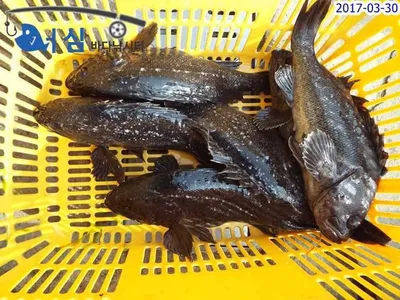 3월30일어심바다낚시터조황