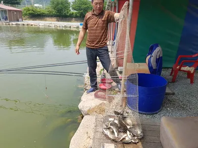 만수위의  거청낚시터 가족낚시터 붕어조황  5월  30