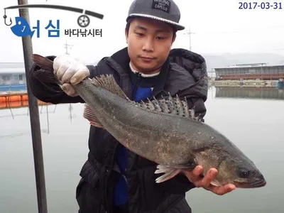 대박-농어(3월31일어심바다낚시터)