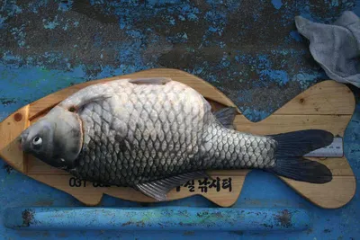 이런 괴물도 살고있는 ...