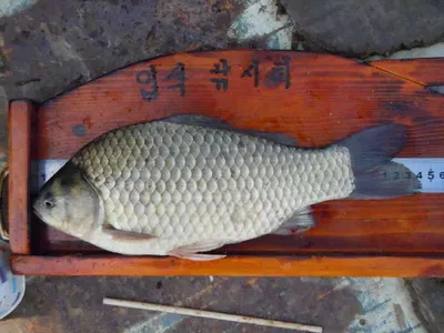 입석낚시터 [토종댐붕어] 6월29일조황