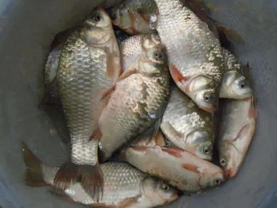 입석낚시터 [토종댐붕어] 8월21일조황