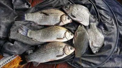 2015.09.05 송전지 서울집 조황