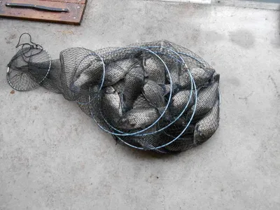 초원낚시터 조황입니다^^^