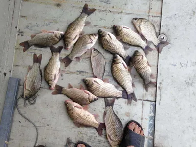 충남 공주 행복낚시터(요롱저수지) 조황