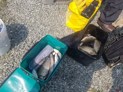 경기도  안성  거청낚시터  붕어조황  5월  01