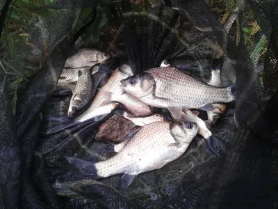 안성죽산장계지