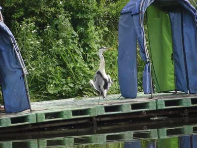 각평지 조황소식