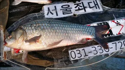 16.05.25 송전지 서울집 조황