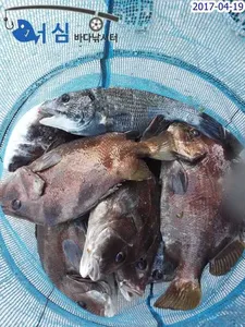감생이의반란(4월19일어심바다낚시터조황)