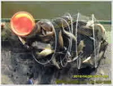 토종대물 대량방류 작업~~