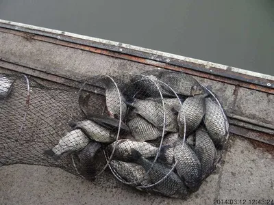 경기이천각평낚시터 3/13일조황정보